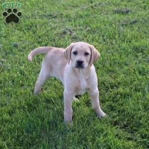 Ike, Yellow Labrador Retriever Puppy