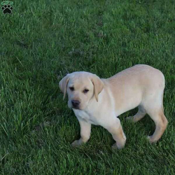 Ira, Yellow Labrador Retriever Puppy