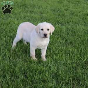 Iris, Yellow Labrador Retriever Puppy