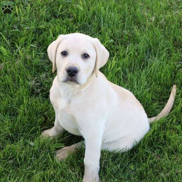 Irvin, Yellow Labrador Retriever Puppy