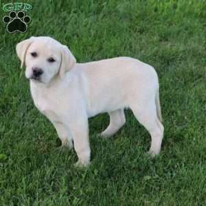 Irene, Yellow Labrador Retriever Puppy