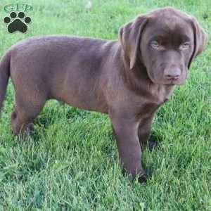 Jessalyn, Chocolate Labrador Retriever Puppy