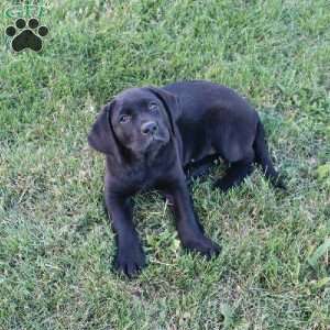 Janessa, Black Labrador Retriever Puppy