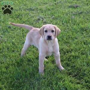 Ike, Yellow Labrador Retriever Puppy
