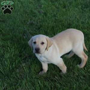 Ira, Yellow Labrador Retriever Puppy