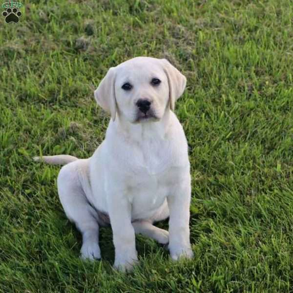 Iris, Yellow Labrador Retriever Puppy