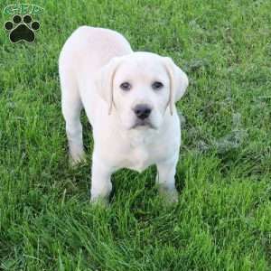 Irvin, Yellow Labrador Retriever Puppy