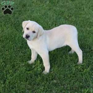 Irene, Yellow Labrador Retriever Puppy