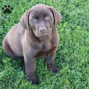 Jadon, Chocolate Labrador Retriever Puppy