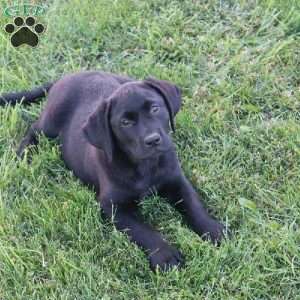 Janessa, Black Labrador Retriever Puppy