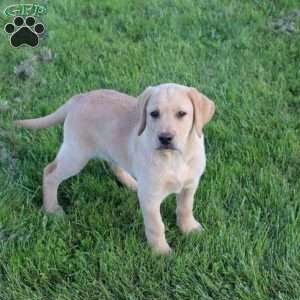 Ike, Yellow Labrador Retriever Puppy