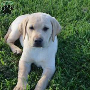 Ira, Yellow Labrador Retriever Puppy