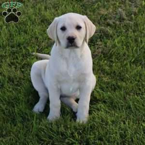 Iris, Yellow Labrador Retriever Puppy