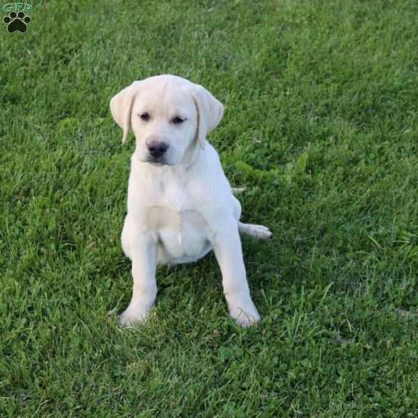 Irene, Yellow Labrador Retriever Puppy