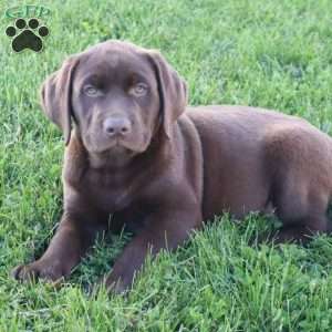 Jessalyn, Chocolate Labrador Retriever Puppy