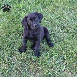 Janessa, Black Labrador Retriever Puppy