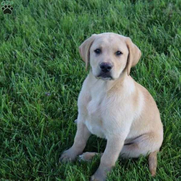 Ike, Yellow Labrador Retriever Puppy