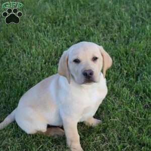 Ira, Yellow Labrador Retriever Puppy