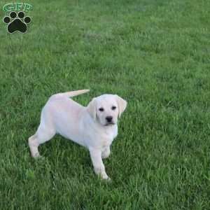 Iris, Yellow Labrador Retriever Puppy
