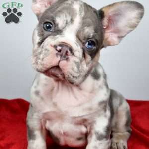 jack, French Bulldog Puppy