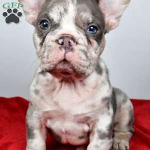 jack, French Bulldog Puppy