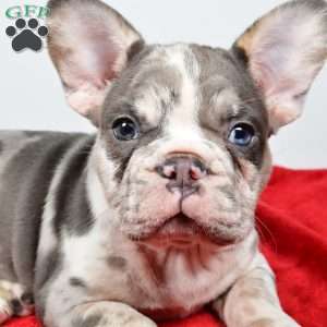 jack, French Bulldog Puppy