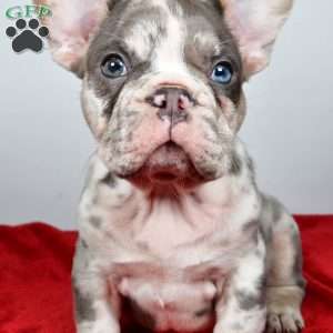 jack, French Bulldog Puppy