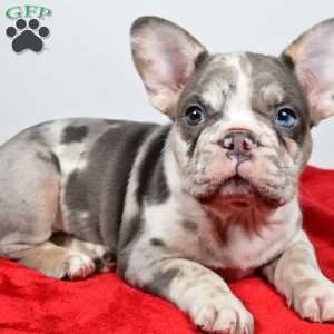 jack, French Bulldog Puppy