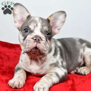 jack, French Bulldog Puppy