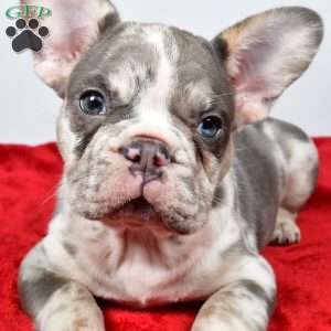 jack, French Bulldog Puppy