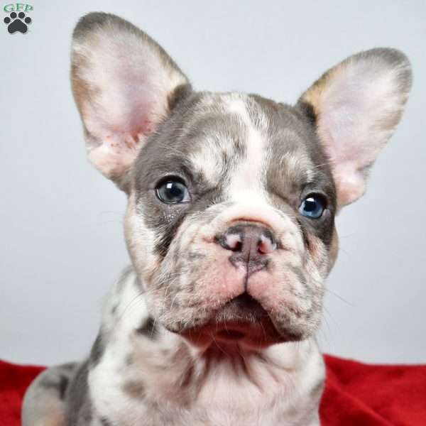 jack, French Bulldog Puppy