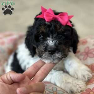 Kanga, Mini Bernedoodle Puppy