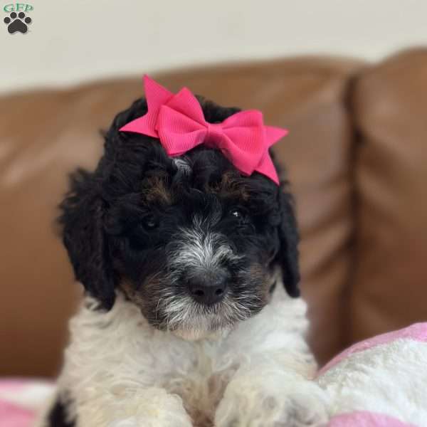 Kanga, Mini Bernedoodle Puppy