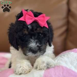 Kanga, Mini Bernedoodle Puppy