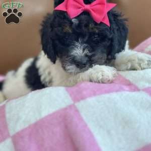 Kanga, Mini Bernedoodle Puppy