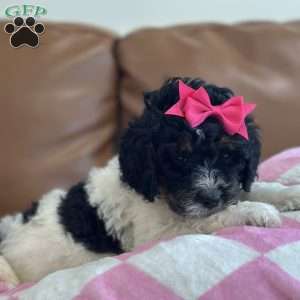 Kanga, Mini Bernedoodle Puppy