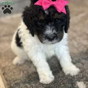 Kanga, Mini Bernedoodle Puppy