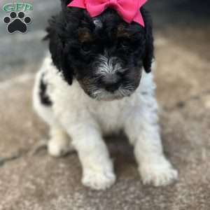 Kanga, Mini Bernedoodle Puppy