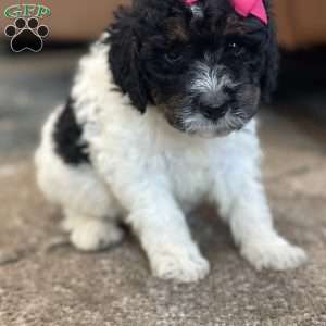 Kanga, Mini Bernedoodle Puppy