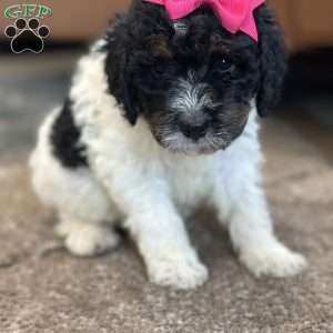 Kanga, Mini Bernedoodle Puppy