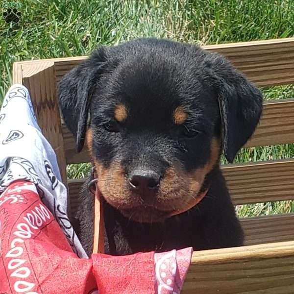 Kenzie, Rottweiler Puppy