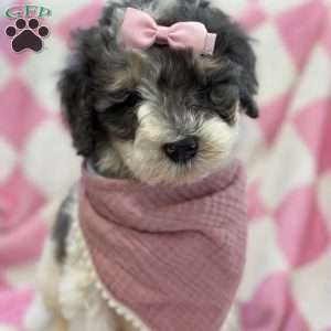 Kessie, Mini Bernedoodle Puppy