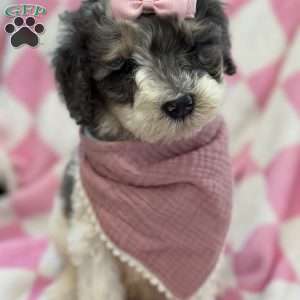 Kessie, Mini Bernedoodle Puppy