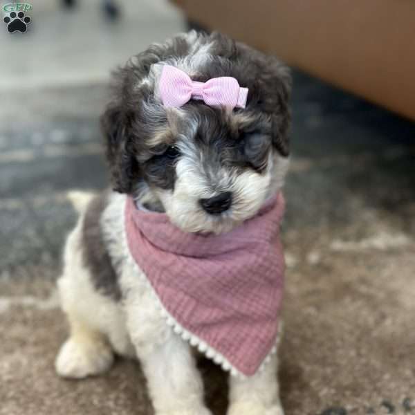 Kessie, Mini Bernedoodle Puppy