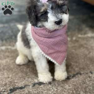 Kessie, Mini Bernedoodle Puppy