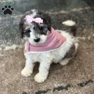 Kessie, Mini Bernedoodle Puppy