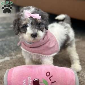 Kessie, Mini Bernedoodle Puppy