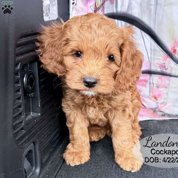 Landon, Cockapoo Puppy