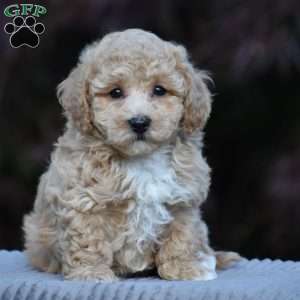 Lennox, Bich-Poo Puppy