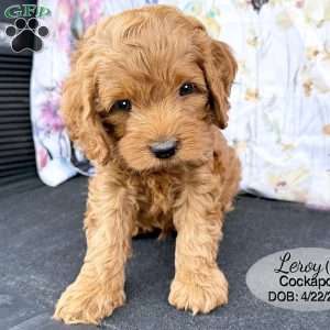 Leroy, Cockapoo Puppy
